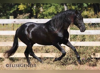 PRE, Stallion, 26 years, 16 hh, Black