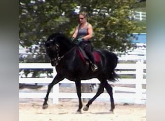 PRE, Stallion, 26 years, 16 hh, Black