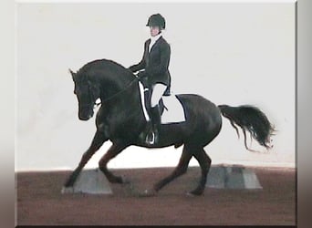 PRE, Stallion, 26 years, 16 hh, Black