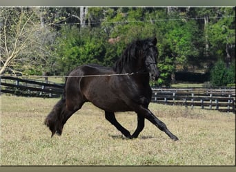 PRE, Stallion, 25 years, 16 hh, Black