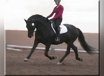 PRE, Stallion, 25 years, 16 hh, Black
