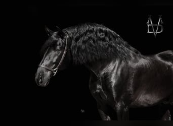 PRE, Stallion, 11 years, 16,1 hh, Black