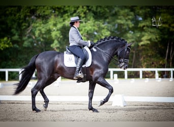 PRE, Stallion, 10 years, 16.1 hh, Black