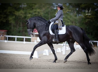 PRE, Stallion, 9 years, 16.1 hh, Black
