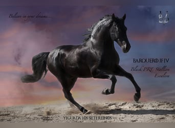 PRE, Stallion, 9 years, 16.1 hh, Black