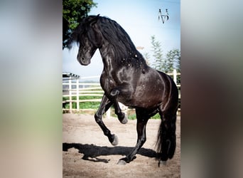 PRE, Stallion, 9 years, 16,1 hh, Black