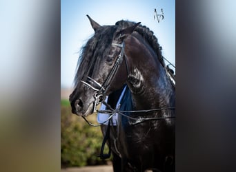 PRE, Stallion, 9 years, 16,1 hh, Black