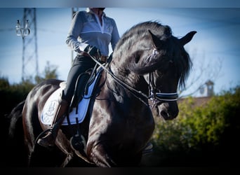 PRE, Stallion, 9 years, 16,1 hh, Black