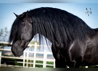 PRE, Stallion, 9 years, 16,1 hh, Black