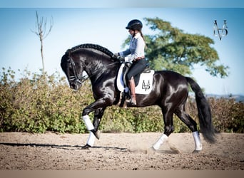 PRE, Stallion, 9 years, 16,1 hh, Black