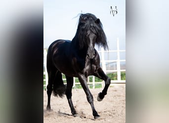 PRE, Stallion, 9 years, 16,1 hh, Black