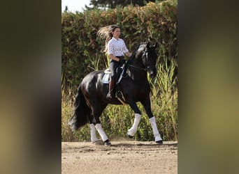 PRE, Stallion, 10 years, 17 hh, Black