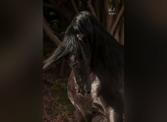 PRE, Stallion, 9 years, 17 hh, Black