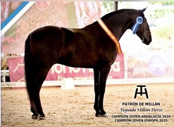 PRE, Stallion, 4 years, 17 hh, Black
