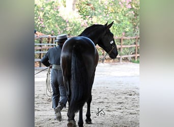 PRE, Stallion, 4 years, 17 hh, Black
