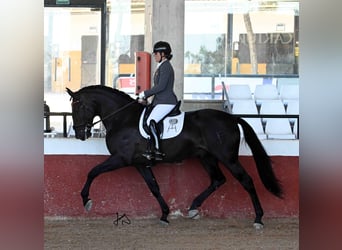 PRE, Stallion, 4 years, 17 hh, Black