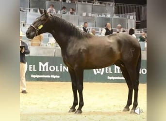 PRE, Stallion, 4 years, 17 hh, Black