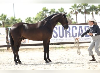 PRE, Stallion, 4 years, 17 hh, Black