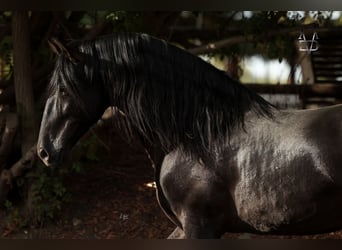 PRE, Stallion, 9 years, 17 hh, Black