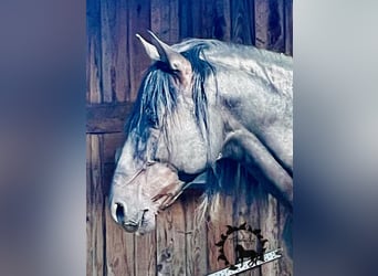 PRE, Stallion, 14 years, 15,2 hh, Black