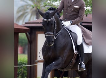 PRE, Stallion, 18 years, 16,1 hh, Black