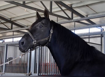 PRE, Stallion, 18 years, 16,1 hh, Black