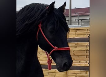 PRE, Stallion, 13 years, 15.2 hh, Black