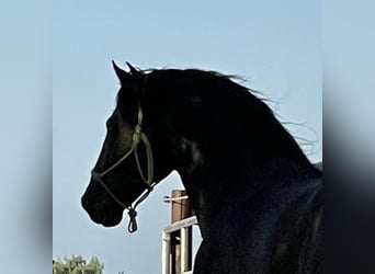 PRE, Stallion, 13 years, 15.2 hh, Black