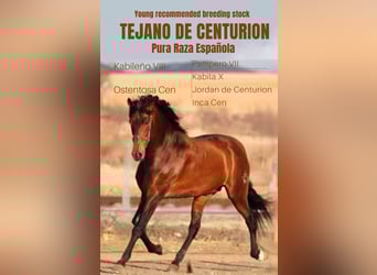 PRE, Stallion, 11 years, 16,3 hh, Brown