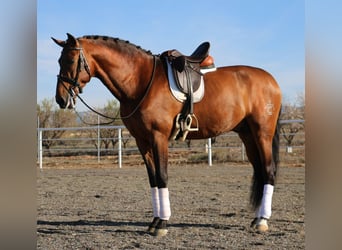 PRE, Stallion, 11 years, 16,3 hh, Brown