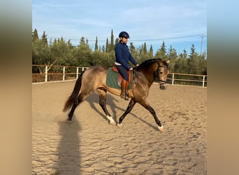 PRE, Stallion, 4 years, 16.3 hh, Buckskin