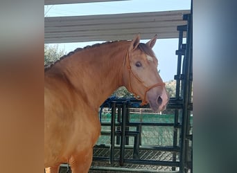 PRE, Stallion, 3 years, 16,2 hh, Champagne