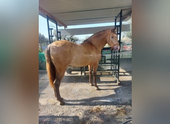 PRE, Stallion, 3 years, 16,2 hh, Champagne