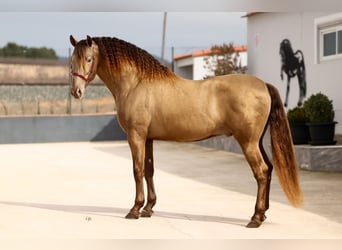 PRE, Stallion, 8 years, 16 hh, Champagne