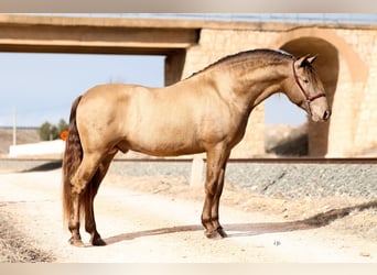 PRE, Stallion, 8 years, 16 hh, Champagne