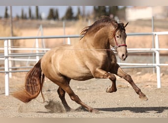 PRE, Stallion, 8 years, 16 hh, Champagne