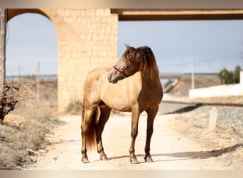 PRE, Stallion, 8 years, 16 hh, Champagne