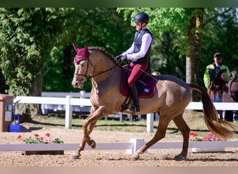 PRE, Stallion, 6 years, 16 hh, Champagne