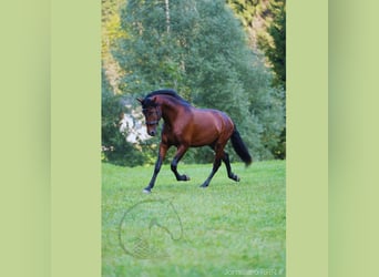 PRE, Stallion, 5 years, 15.2 hh, Chestnut