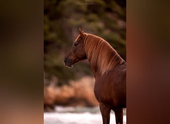 PRE, Stallion, 10 years, 17,1 hh, Chestnut