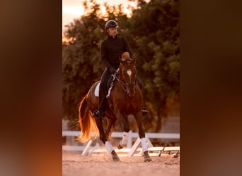 PRE, Stallion, 10 years, 17,1 hh, Chestnut