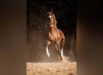 PRE, Stallion, 10 years, 17,1 hh, Chestnut