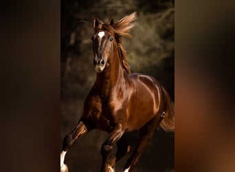 PRE, Stallion, 10 years, 17,1 hh, Chestnut