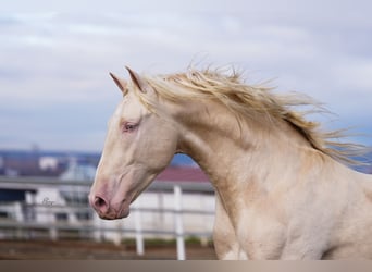 PRE, Stallion, 3 years, 16,2 hh, Cremello