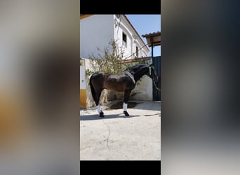 PRE, Stallion, 7 years, 15,2 hh