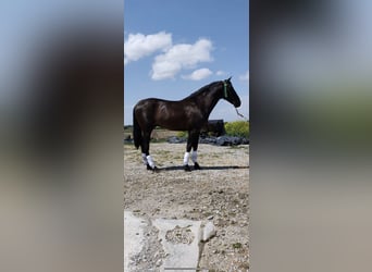 PRE, Stallion, 7 years, 15,2 hh