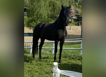 PRE, Stallion, 7 years, 15,2 hh