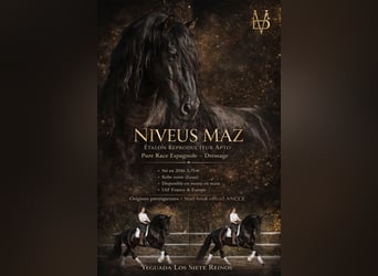 PRE, Stallion, 10 years, 17 hh