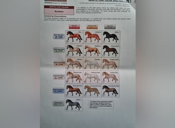 PRE, Stallion, 4 years, 15,3 hh, Dun