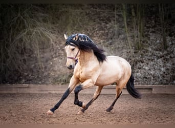 PRE, Stallion, 4 years, 15,3 hh, Dun